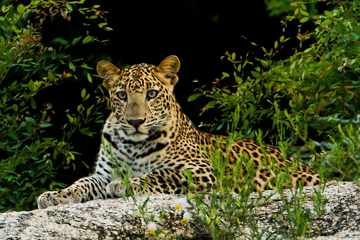 Leopard Sighting in Rajasthan, India