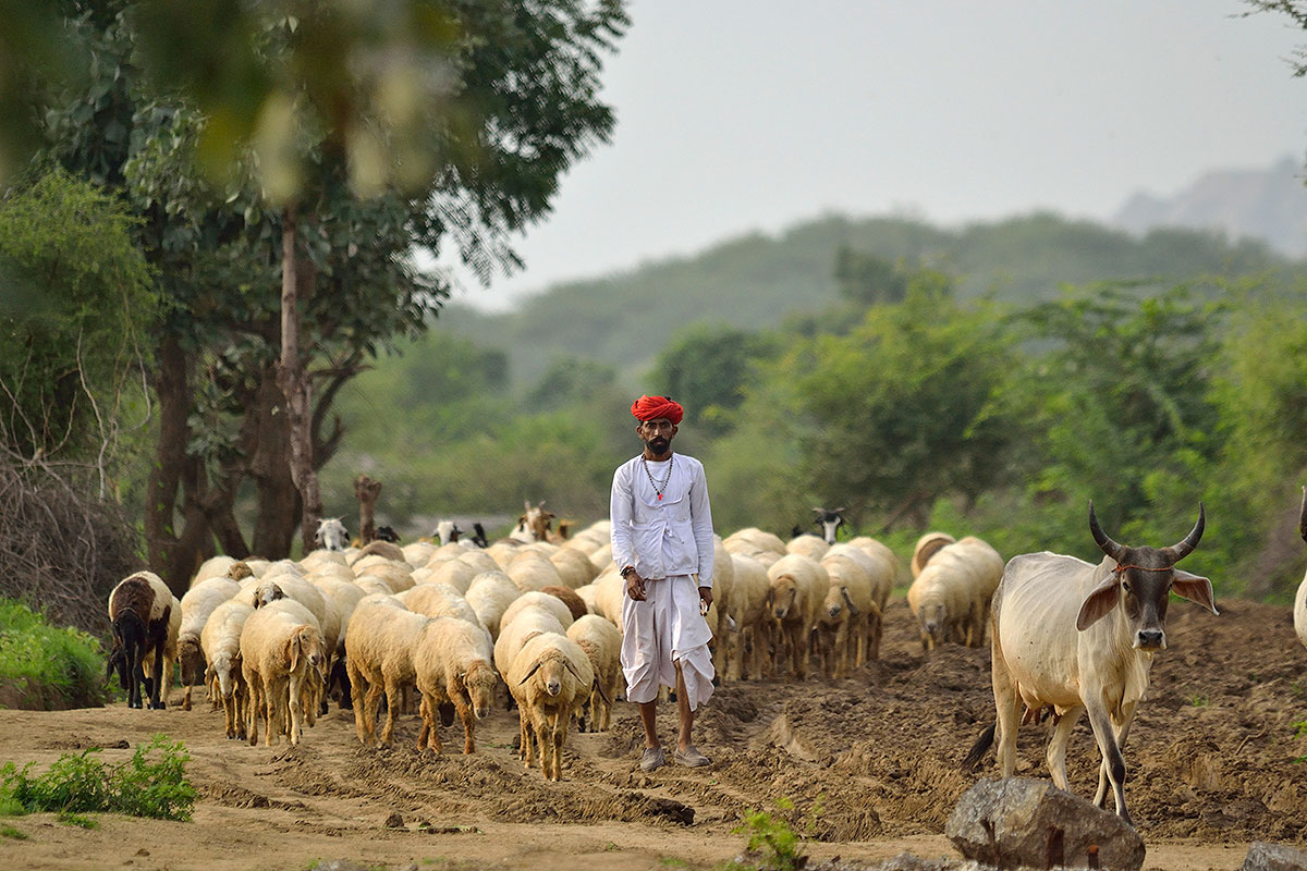 Shepherd of the Godwad Region